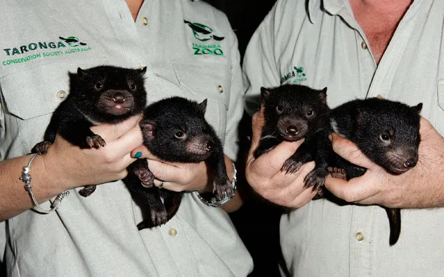 Three male and one female Tasmanian Devil joeys are seen at Taronga Zoo on October 22, 2009 in Sydney, Australia. (Photo by Brendon Thorne/Getty Images)