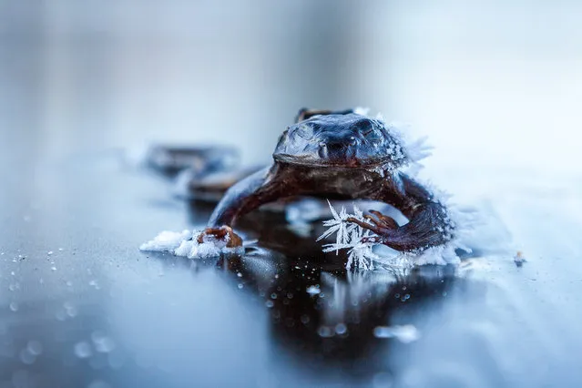 Frozen Frog By Svein Nordrum