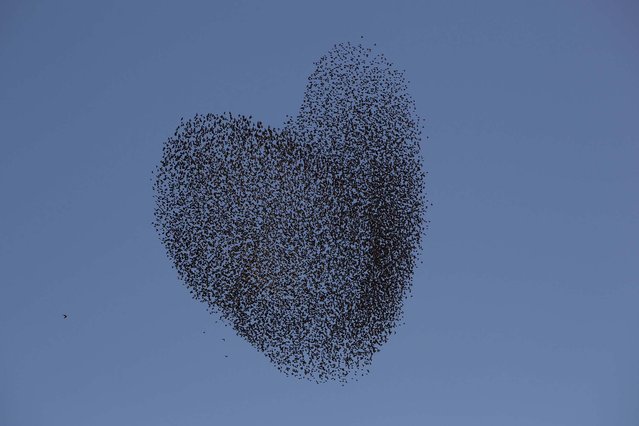A flock of migrating starlings flies over the southern Israeli village of Tidhar. (Photo by Oded Balilty/Associated Press)