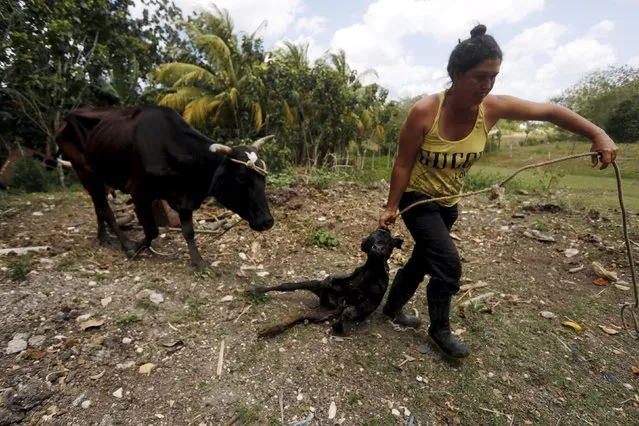 Sara Carcache, 40, takes a newborn calf to the shade in her farm in Caimito, Artemisa province, Cuba, March 13, 2016. (Photo by Reuters/Stringer)