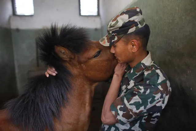 In this April 3, 2019, photo, a Nepalese army soldier bonds with a horse at the Nepal cavalry stable before the Ghode Jatra festival in Kathmandu, Nepal. (Photo by Niranjan Shrestha/AP Photo)