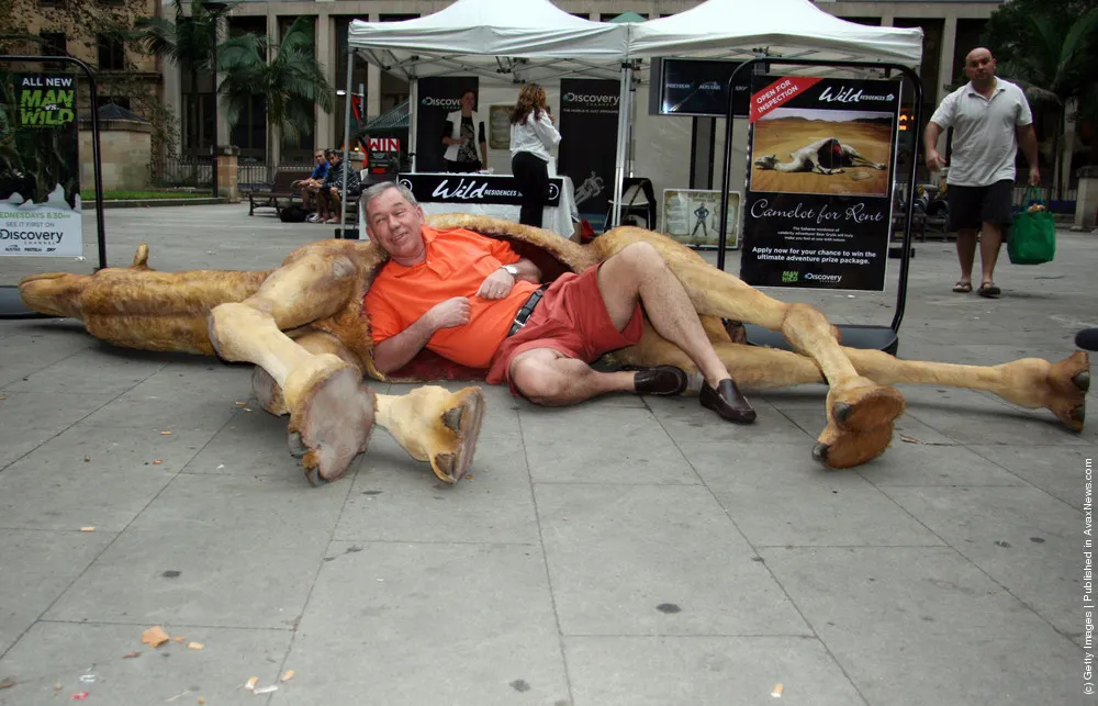 Replica Of Bear Grylls' Former Camel Carcass Residence