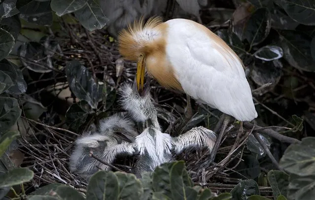 An egret feeds its young on a tree on the banks of the River Brahmaputra in Gauhati, India, Thursday, May 14, 2015. The arrival of egrets usually indicates the beginning of the monsoon season in this region. (Photo by Anupam Nath/AP Photo)