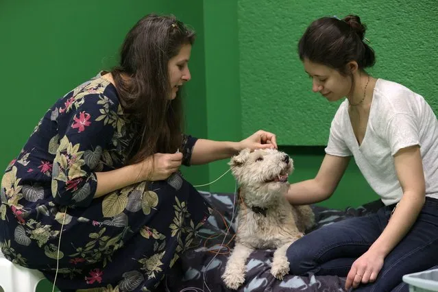 Researcher Marianna Boros puts electroencephalography (EEG) electrodes on Cuki, a 12-year-old Fox Terrier, during a test that found that dogs can associate words with objects, at the Ethology Department of the Eotvos Lorand University in Budapest, Hungary, on March 27, 2024. (Photo by Bernadett Szabo/Reuters)