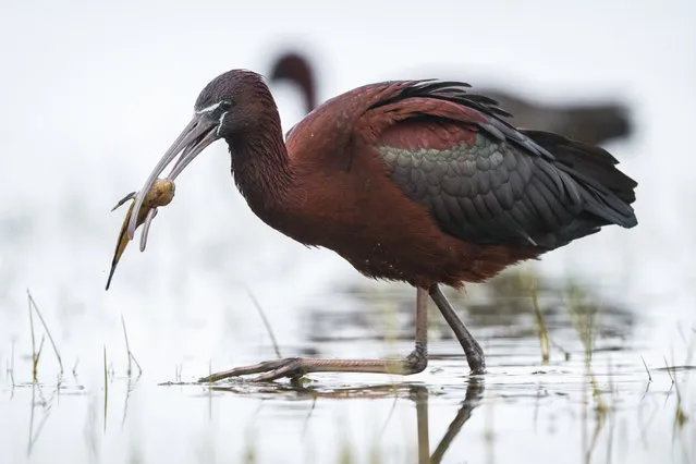 A Glossy ibis (Plegadis falcinellus) is seen feeding on the shore of Lake Uluabat during spring season in Bursa, Turkiye on April 09, 2024. These birds, which prefer wetlands for feeding and nesting, are characterized by their long, curved beak and dark-colored feathers. (Photo by Alper Tuydes/Anadolu via Getty Images)
