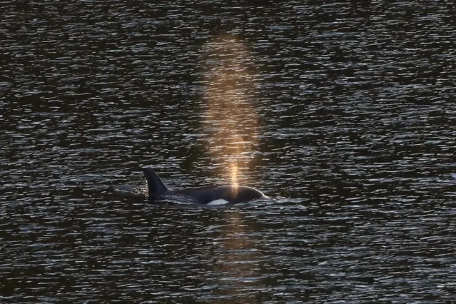 A two-year-old female orca calf swims in Little Espinosa Inlet near Zeballos, British Columbia, Friday, April 19, 2024. The calf has been trapped alone in the lagoon since its pregnant mother became stranded on a rocky beach at low tide and died four weeks earlier. A rescue plan involves trying to corral the female calf into a shallow part of the 3-kilometer lagoon, using boats, divers and a net, before she would be placed in a large fabric sling and hoisted onto a transport vehicle. (Photo by Chad Hipolito/The Canadian Press via AP Photo)