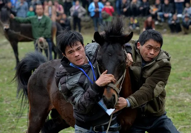 Horse Fighting In China