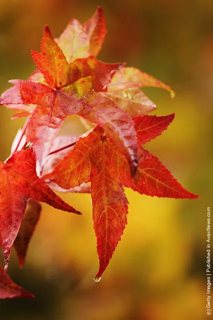 Tree leaves displaying their autumn colours at the Royal Horticultural Society Garden Wisley