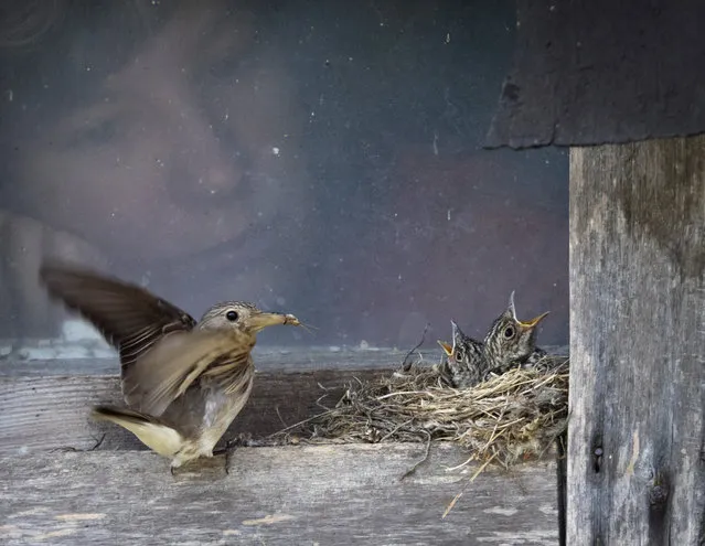 A woman looks through the window at a bird feeding chicks in a nest made on the windowsill, in the village of Podolye, 70km (43 miles) East from St.Petersburg, Russia, Monday, July 1, 2019. (Photo by Dmitri Lovetsky/AP Photo)