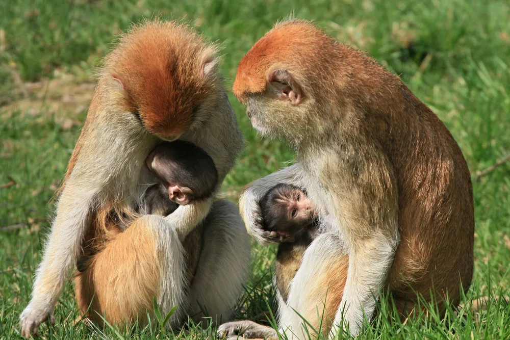 The Week in Pictures: Animals, March 29 – April 4, 2014