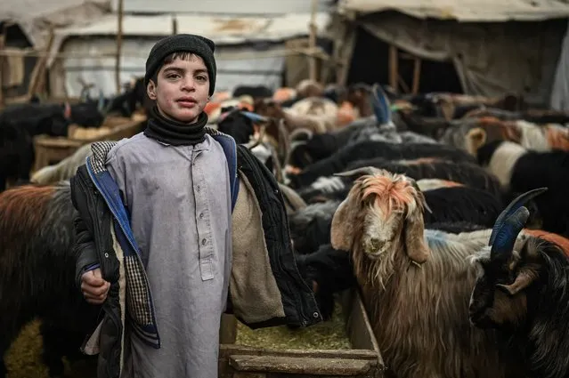 A boy stands next to cattle in a market in Kabul on December 30, 2021. (Photo by Mohd Rasfan/AFP Photo)