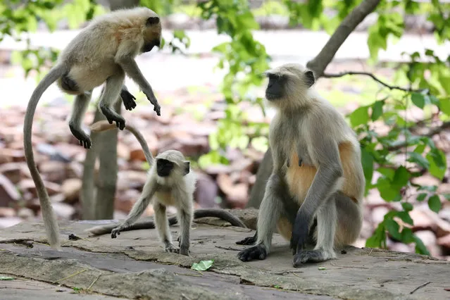 Young Langurs (black monkey) play at the Van Vihar National Park in Bhopal, India, 14 July 2019. Van Vihar which was declared a national park in 1983, covers an area around 445.21 hectares. Although having the status of a national park, Van Vihar is developed and managed as a modern Zoological Park. The animals are kept in their near natural habitat. Most of the animals are either orphaned brought from various parts of the state or are exchanged from other zoos. (Photo by Sanjeev Gupta/EPA/EFE)