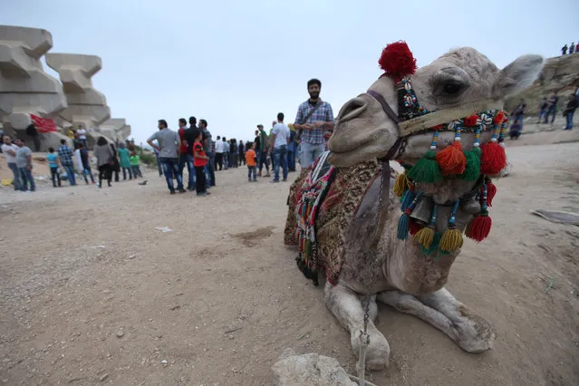 A camel rests near a concert to mark May Day in Raouche area, near the Pigeon Rocks in Beirut, Lebanon May 1, 2016. (Photo by Alia Haju/Reuters)