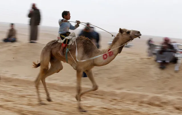 A child jockey, competes on his mount during the opening of the International Camel Racing festival at the Sarabium desert in Ismailia, Egypt, March 21, 2017. (Photo by Amr Abdallah Dalsh/Reuters)