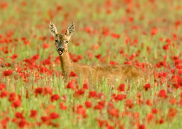 A female roe deer relishes her surroundings in a field near Chesham, Buckinghamshire, England in the second decade of June 2024. (Photo by Martin West/Solent News)