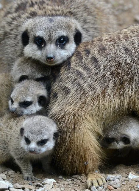 Meerkat mother Hilde sits in her enclosure with her four babies at the zoo in Dresden, Germany, Wednesday, May 7, 2014. Since 2012 the meerkats of the Dresden zoo almost doubled. (Photo by Matthias Hiekel/AP Photo/DPA)