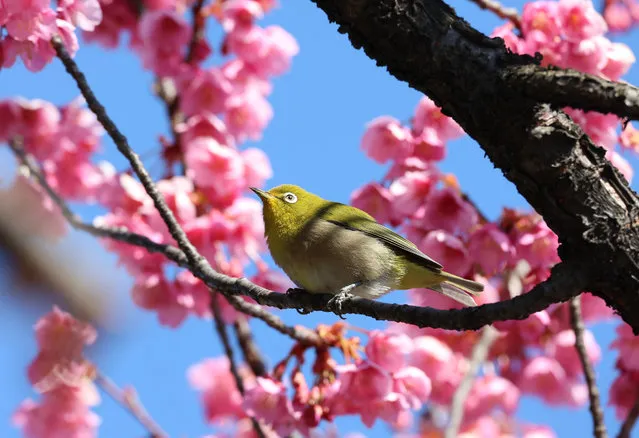 A bird perches on a branch of fully bloomed early-flowering cherry blossoms at the Ebara shrine in Tokyo on Friday, February 12, 2022. (Photo by Yoshio Tsunoda/AFLO/Rex Features/Shutterstock)