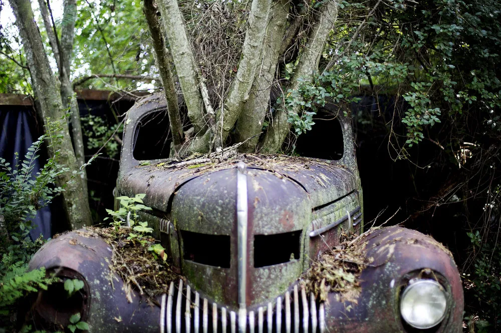 In Rural Georgia, a Junkyard of Classic Cars