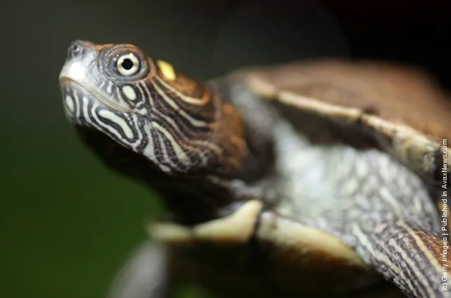 Jensen a two-year-old False Map turtle, from the Mississippi River, gets used to his new home at Blackpool Sea Life Centre