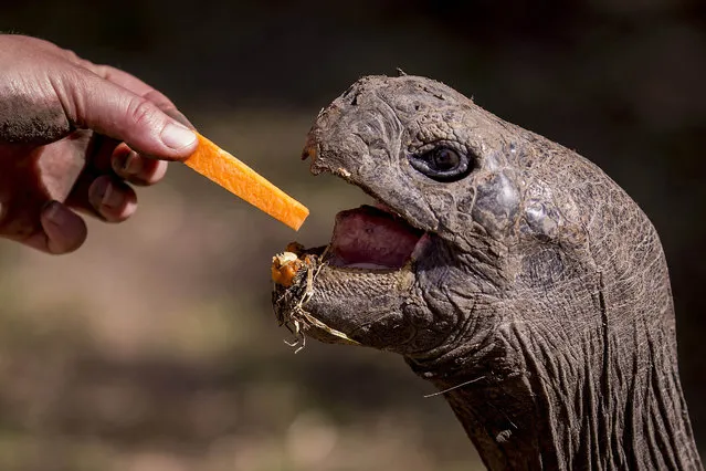 In a Friday, July 10, 2015 photo, Keeper Shana Fredlake feeds a slice of squash to a Galapagos Tortoise at the Dallas Zoo. The Dallas Zoo's Animal Nutrition Center prepares animal diets daily for more than 2,000 animals at the zoo and the Children's Aquarium. (Photo by Smiley N. Pool/The Dallas Morning News via AP Photo)