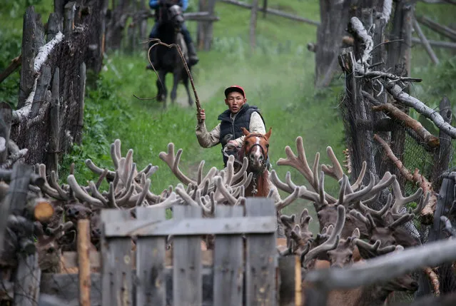 A breeder drives deers at “Alatau Maraly” farm in Kasymbek gorge, Almaty region, Kazakhstan on June 1, 2019. Maral stags at this private farm undergo an annual cutting off their antlers to be sold to pharmaceutical companies. (Photo by Pavel Mikheyev/Reuters)
