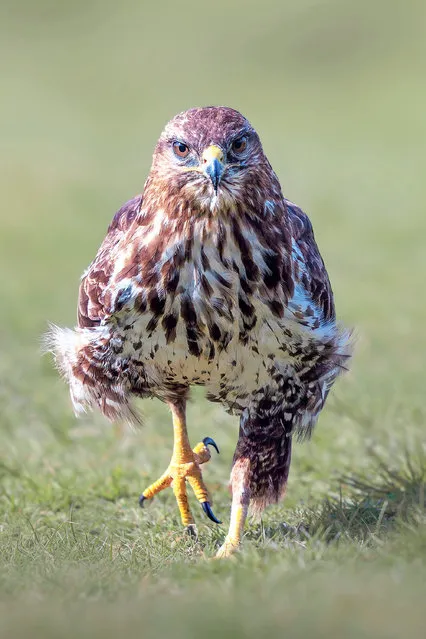 An angry looking buzzard stomps its way towards photographer Jayne Bond in Rhayader, Wales on April 8, 2022. The bolshy bird had its feathers ruffled when it was repeatedly disturbed while settling down to its supper. (Photo by Jayne Bond/Animal News Agency)