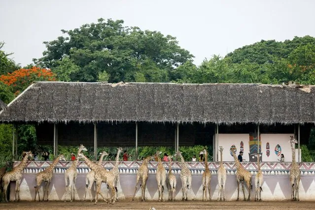 Visitors feed bananas to a herd of giraffes on the giraffe feeding platform at the wildlife park Safari World in Minburi district, Bangkok, Thailand, 27 May 2017 (issued 29 May 2017). The Giraffes feeding platform is one of the park's most popular attractions where visitors can buy a bucket of bananas for 100 Thai baht (around 2.7 Euros) and feed the giraffes. According to park statements, the herd of giraffes is the world's largest in captivity. (Photo by Diego Azubel/EPA)