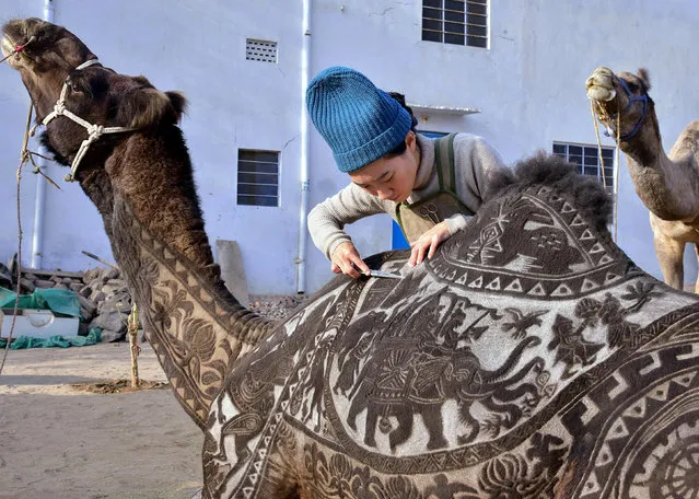 Japanese hairdresser Megumi Takeichi cuts patterns into the hair of a camel ahead of the Bikaner Camel Festival in Bikaner in the western Indian state of Rajasthan on January 10, 2019. (Photo by Dinesh Gupta/AFP Photo)