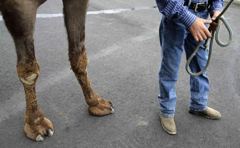 New Jersey's Camel Derby