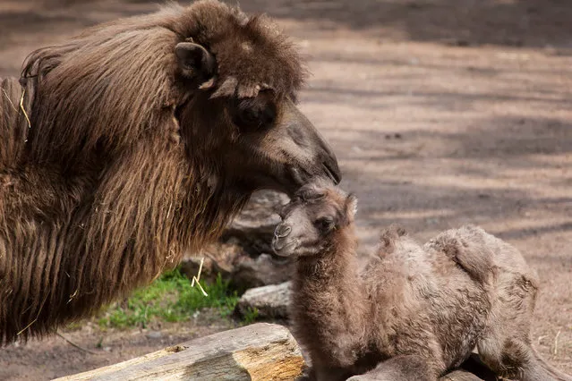 Bactrian camel named Alexander Camelton is seen with his mother at the Lincoln Park Zoo in Chicago, Illinois, U.S. May 18, 2016. (Photo by Christopher Bijalba/Reuters/Lincoln Park Zoo)