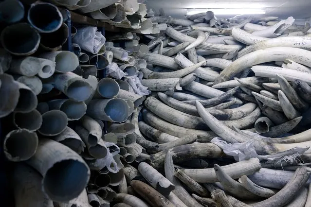 A picture taken on May 16, 2022 in Harare shows stocks of elephant ivory stacked one on top of another inside a strong room where the country's ivory is secured during a tour of the stockpile by European Union envoys. The wild life authority campaigns to the Convention on International Trade in Endangered Species (CITES)  for a once off sale of the elephant ivory on the legal market with proceeds going to benefit communities surounding animal conservancy areas. (Photo by Jekesai Njikizana/AFP Photo)