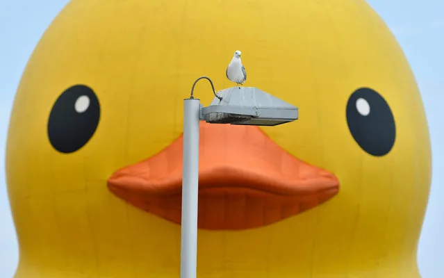 A seagull rests on a lamp post in front of a 19-metre-tall (61-foot-tall) rubber duck in Toronto, Canada, 01 July, 2017. The duck was in the city as part of the celebrations to mark Canada's 150th birthday. (Photo by Warren Toda/EPA)