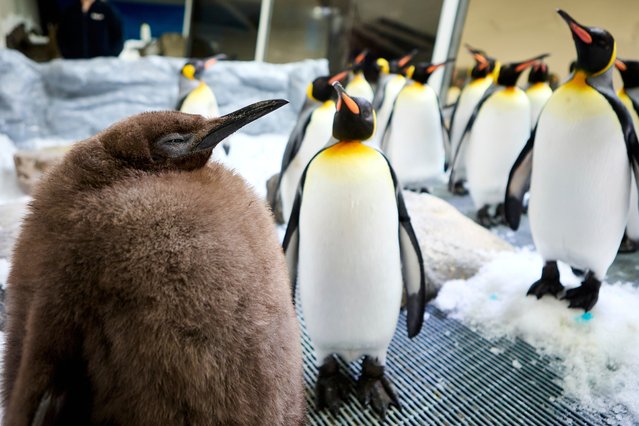 Pesto, a huge king penguin chick who weighs as much as both his parents combined, mingles in his enclosure at Sea Life Melbourne Aquarium, Friday, Sept. 20, 2024, and has become a social media celebrity and a star attraction at the aquarium. (Photo by Rod McGuirk/AP Photo)