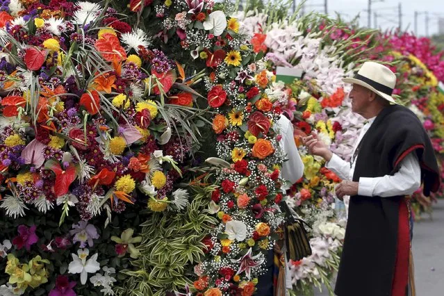 A flower grower, known as a silletero, looks at flower arrangements as he participates in the annual flower parade in Medellin, Colombia, August 9, 2015. (Photo by Fredy Builes/Reuters)