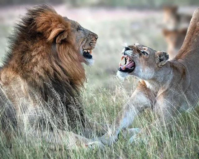 A female lion bares her teeth at a male lion in Greater Kruger National Park on May 31, 2022. With nearly 2 million hectares of land, the largest game reserve in South Africa stretches for 352km. (Photo by Robert Prehn/Media Drum Images)