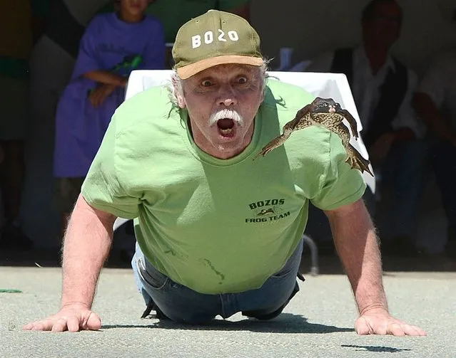 Brent Bloom urges on his frog, Jumping Bob, at the Jumping Frog Jubilee, May 20, in Calaveras County, Calif