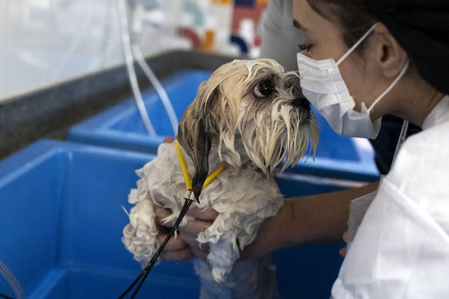 A dog is groomed by students of the Advanced Grooming Techniques course of Senac (National Business Learning Service) in Rio de Janeiro, Brazil, on October 7, 2024. In Brazil, the expression 'dog's life' takes on a whole new meaning. With twice as many dogs and cats as children, Latin America's largest country offers all kinds of attention and vanities for the furry ones. (Photo by Pablo Porciuncula/AFP Photo)