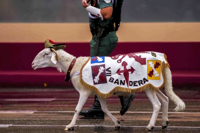 A goat, the pet of La Legion, an elite unit of the Spanish Army, walks during a military parade on the national holiday known as “Dia de la Hispanidad” or Hispanic Day in Madrid, Spain, Saturday, October 12, 2024. (Photo by Manu Fernandez/AP Photo)