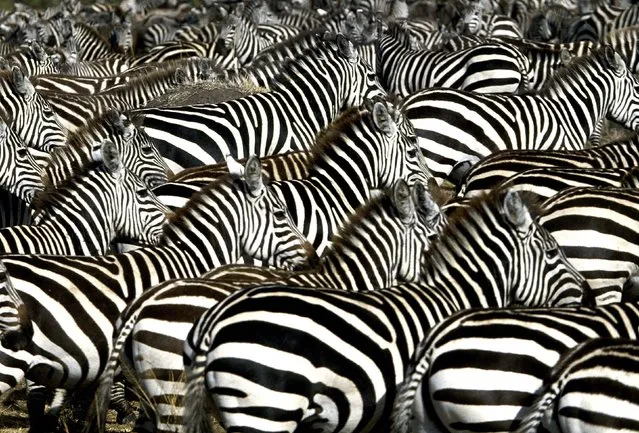 Common zebras seen in Masai Mara, Africa. (Photo by Ferrero-Labat/Ardea/Caters News)