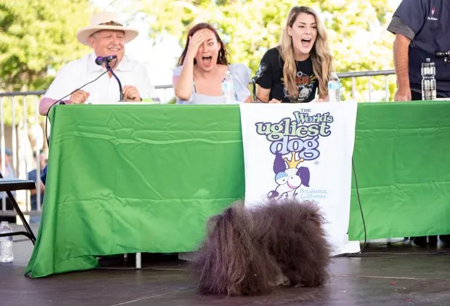 Judges react while Wild Thang takes the stage during the World's Ugliest Dog Competition in Petaluma, California on June 24, 2022. (Photo by Josh Edelson/AFP Photo)