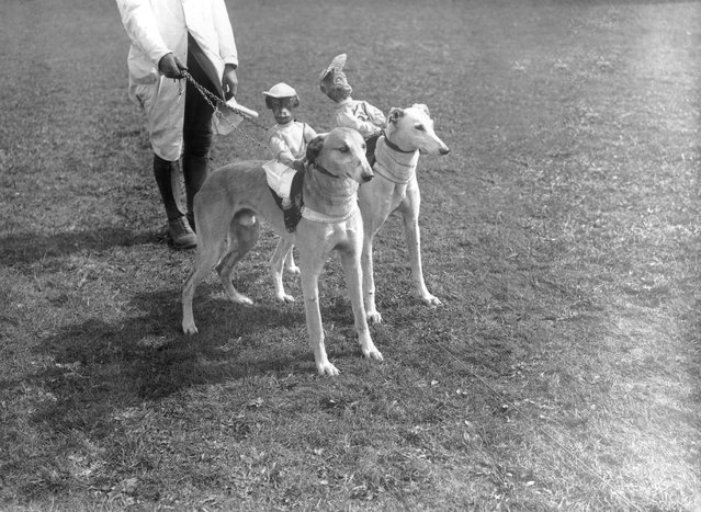 1928: Greyhounds with stuffed and sprung model monkeys strapped to their backs before a hurdle race at Wellinborough