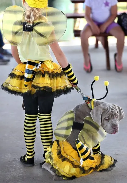 Homer, an 18-week-old mastiff, is dressed as a bumblebee along with his owner, Eddyn Molden, 8, of Middletown, Va. during the judging for the Best Costumed Pet at the Frederick County Fair in Clear Brook, Va. Thursday, July 31, 2014. (Photo by Jeff Taylor/AP Photo/The Winchester Star)