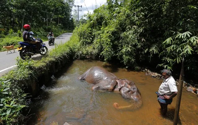 Passersby watch a domesticated elephant resting in a pool of water by the side of a road in Baduraliya, about 50 kilometers south east of Colombo, Sri Lanka, Tuesday, July 5, 2016. Tamed elephants traditionally have an important role in the island's Buddhist customs and are considered a status symbol. Colorfully decorated elephants are used to carry sacred relics in annual Buddhist processions. (Photo by Eranga Jayawardena/AP Photo)