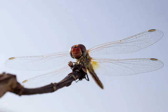 A Southern Darter dragonfly (Sympetrum Meridionale) is pictured on August 19, 2015 in the Israeli Mediterranean coastal city of Netanya. (Photo by Jack Guez/AFP Photo)