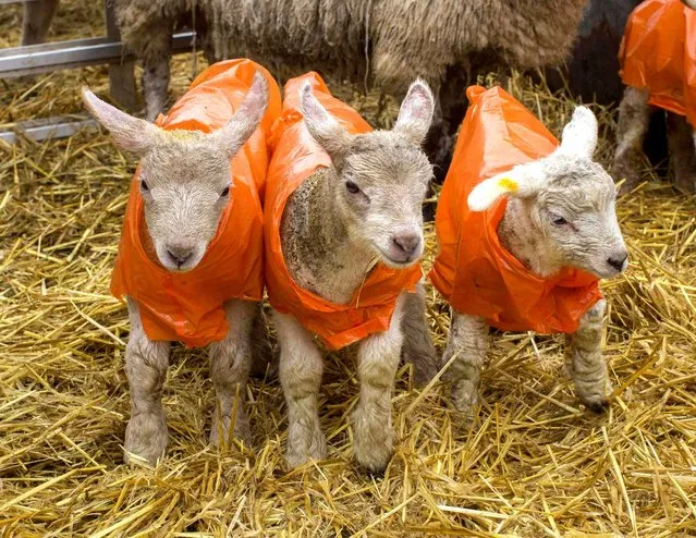 These lambs wear jackets to resist the cold. (Photo by David Hartley/SIPA Press)