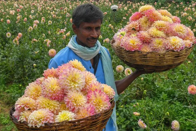 A farmer carries harvested dahlia flowers in baskets on the outskirts of Bangalore on August 1, 2022. (Photo by Manjunath Kiran/AFP Photo)