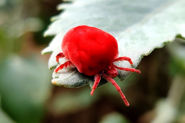 A Red Velvet Mite Walks on a plant Leaf on the Outskirts of Pushkar, Rajasthan, India on 27 June 2021. (Photo by Himanshu Sharma/NurPhoto/Rex Features/Shutterstock)