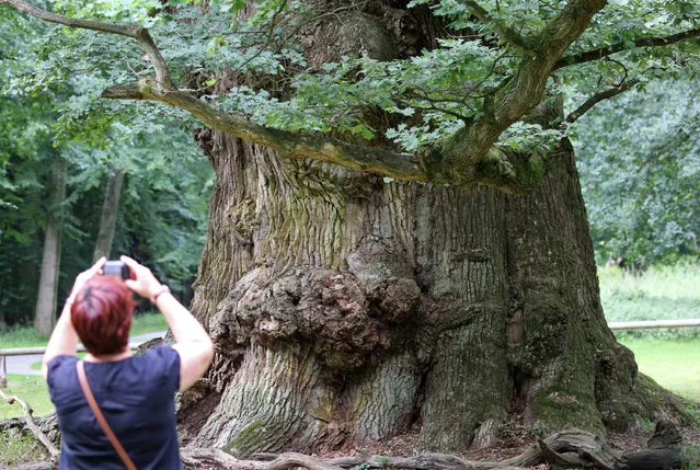 A picture made available on August 4, 2016 shows visitors looking at the so-called Ivenack oak trees at the Wildpark Ivenack, in Ivenack, Germany, August 1, 2016. The tree that the visitors are viewing is approximately 1000 years old with a trunk circumference of 10.96 m, and has a timber volume of around 180 solid cubic metres. On August 4, 2016, a ceremony will be held to declare the Ivenack oaks Germany’s first national nature monument. (Photo by  Bernd Wüstneck/DPA)
