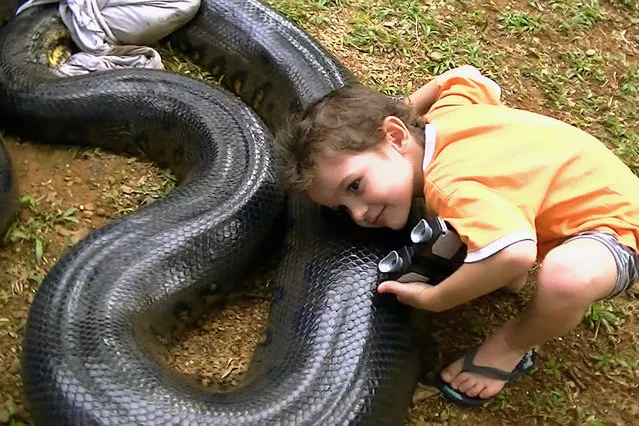 A 17ft anaconda which ate a pet dog seen blindfolded with a t-shirt is examined by Mano Bascoules in Montsinery, French Guiana. (Photo by Sebastien Bascoules/Barcroft Media/ABACAPress)