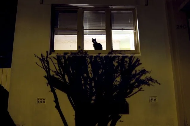 The shadow of a tree is projected onto the wall of an apartment block where a cat looks out a window in central Sydney, Australia, September 9, 2015. (Photo by David Gray/Reuters)